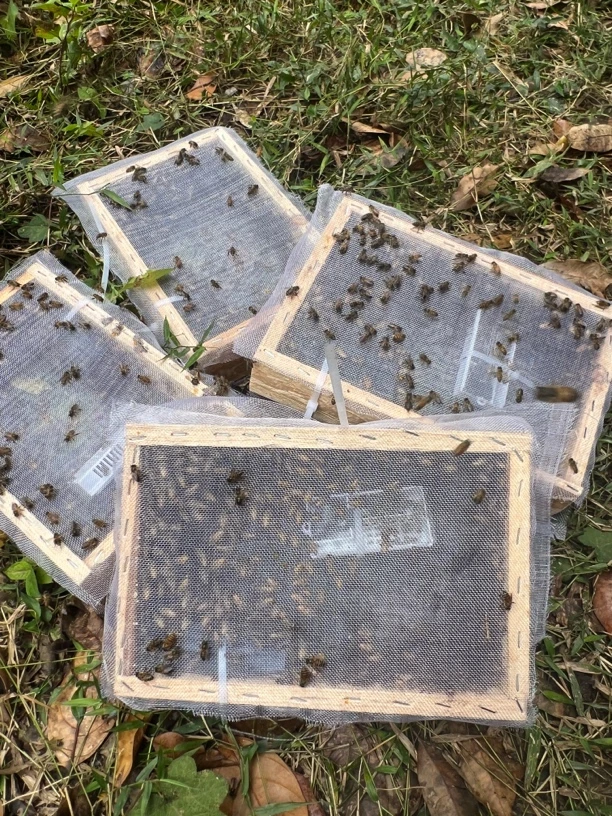 蜂群带王蜜蜂活体养殖双色阿坝带蜂箱中华蜂王种王出售