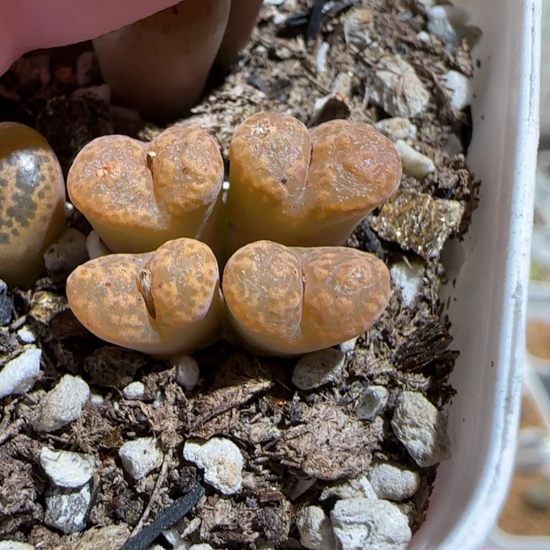 肉锥多肉植物百科-泡泡勋有疤709