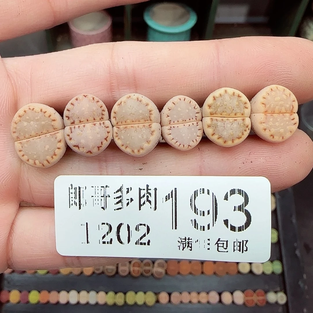 满满18包邮1202-193