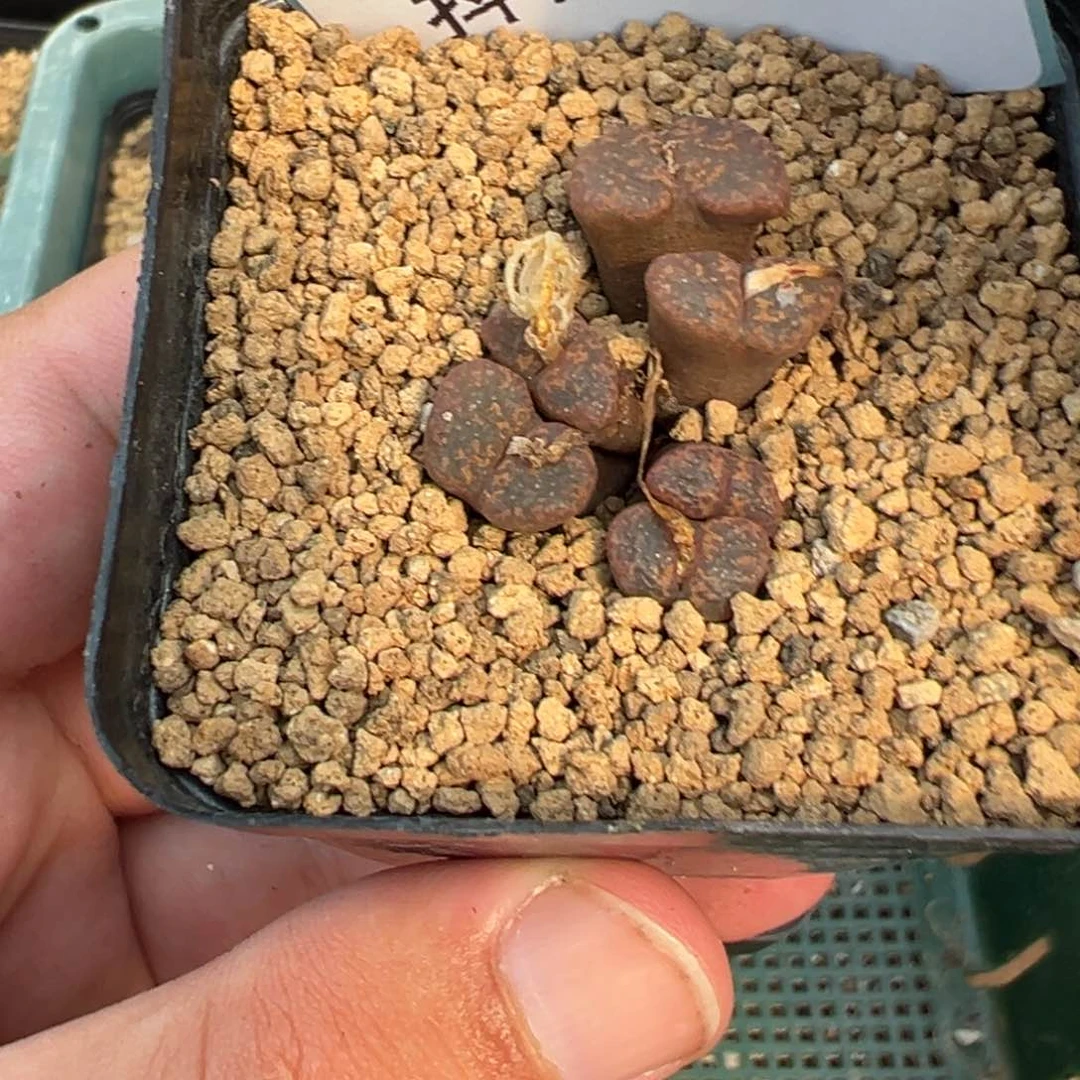 4-30肉锥多肉植物，