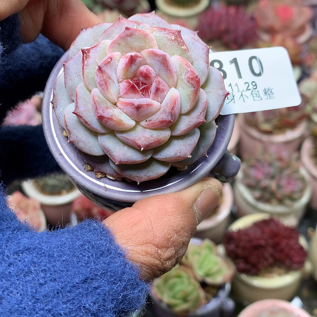 精控拇指盆11.29810