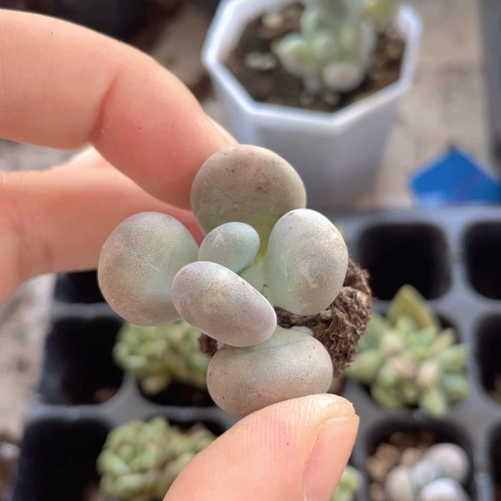 大叶奶5元3颗随机发