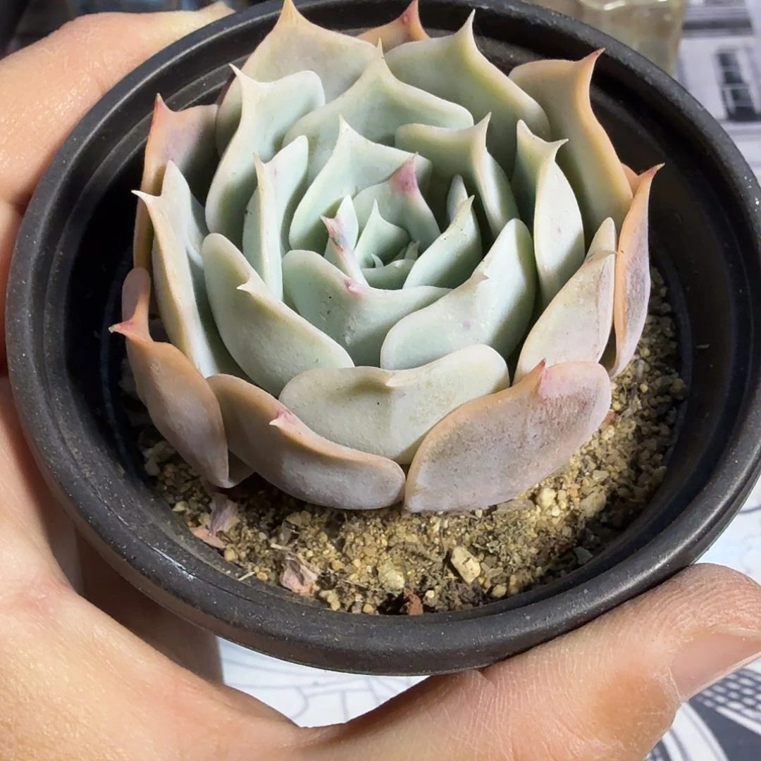 877七公分蓝鲸满20包邮