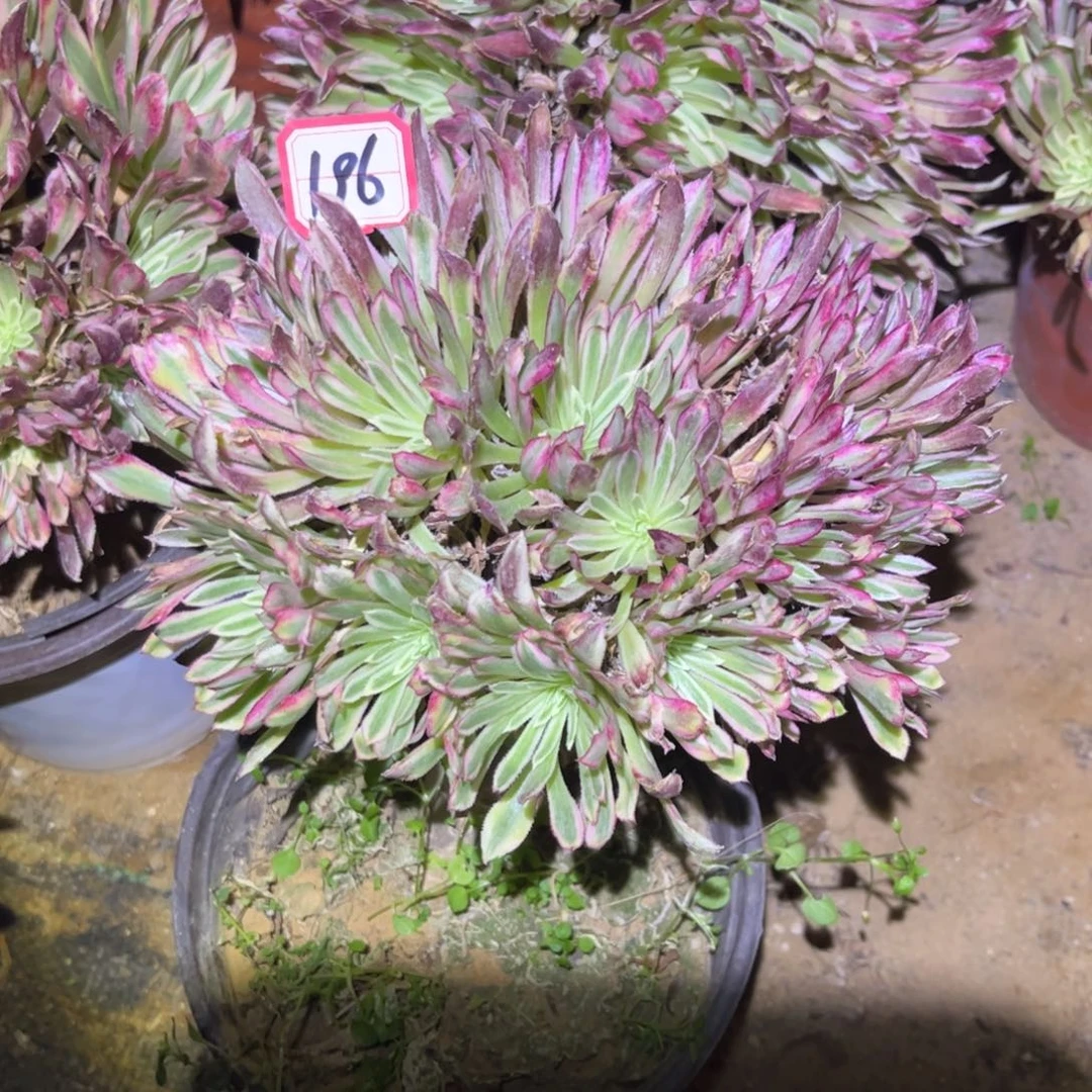 196多肉植物金丝菊朵朵