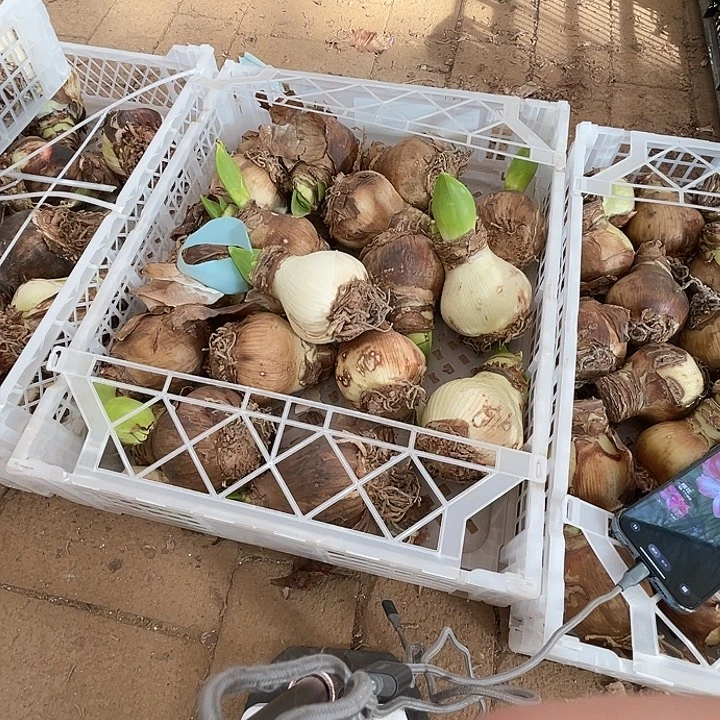 直播间樱花之恋8.5厘米瑕疵一个
