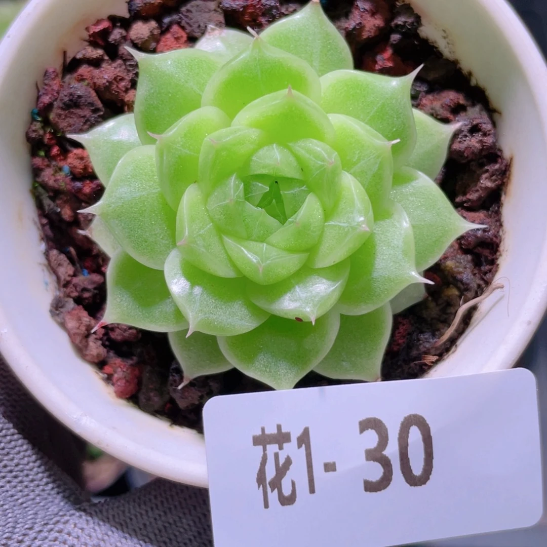 花利美 1-30麦秆