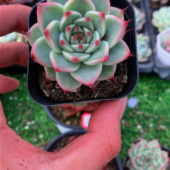 抖***光托卡多肉专拍链接一个