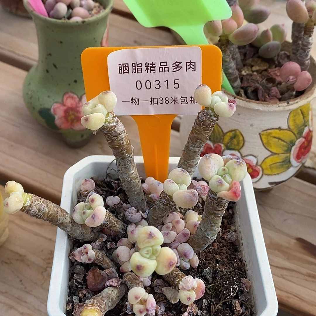 00315凹凸哭我奥小雨