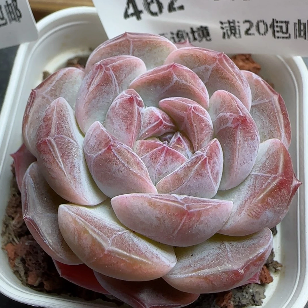 花语逸镜0226-462