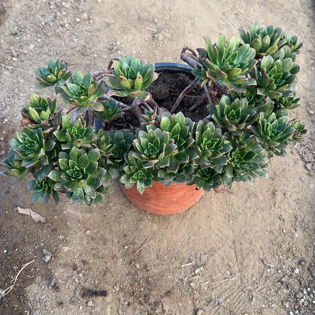 多肉植物绿茶老庄