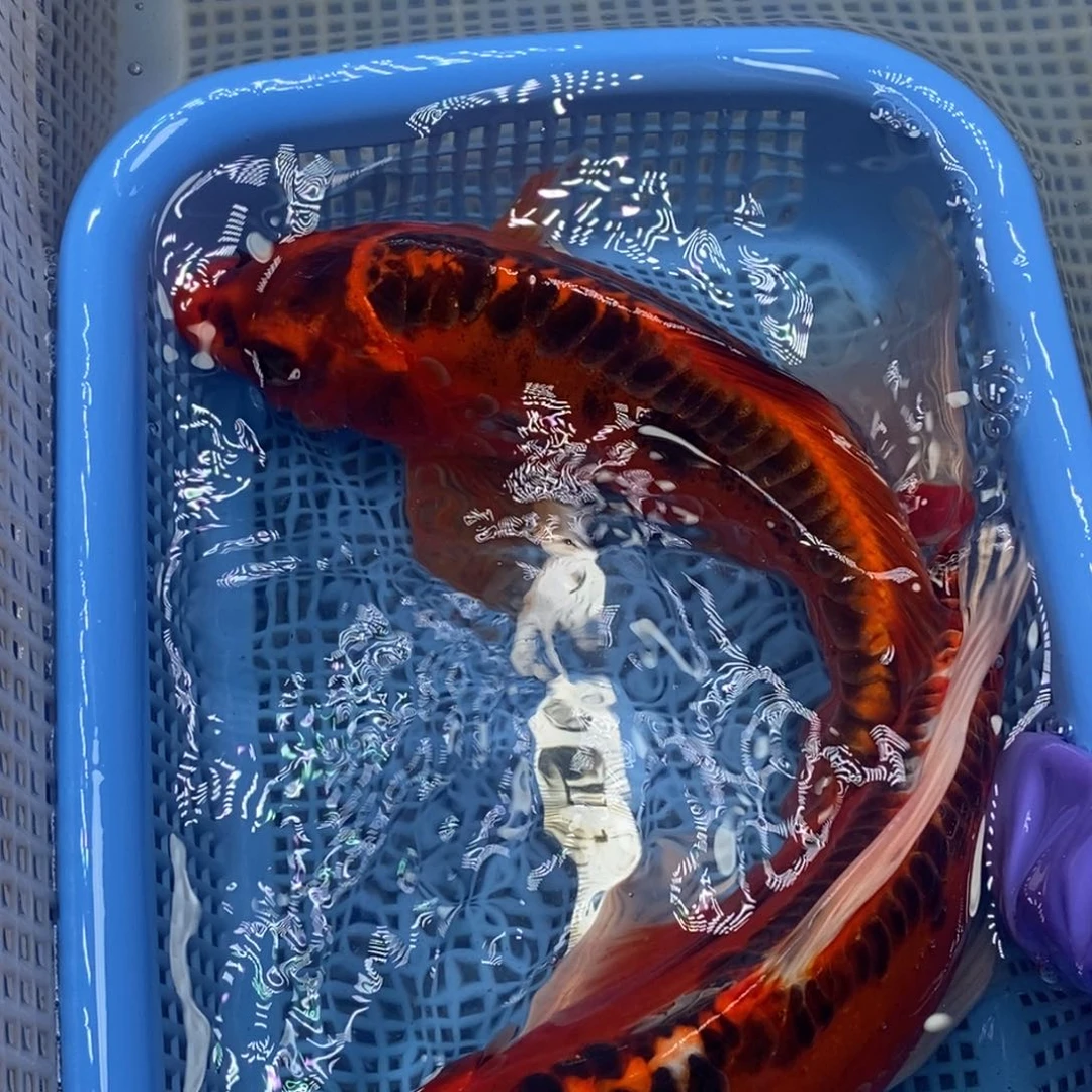 锦鲤冷水锦鲤包邮