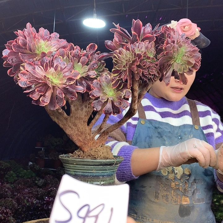 柒柒精品多肉脱土发货不包断侧枝不包售后S991