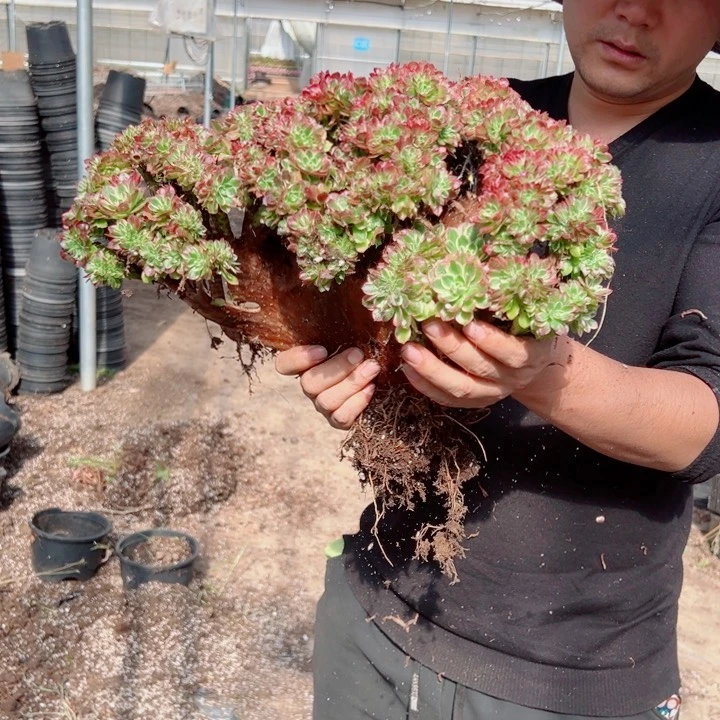 海王大颗醉话瑕疵多肉法师2号