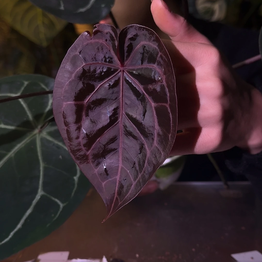 不开花植物C90紫水晶杂红水晶叶损无售后