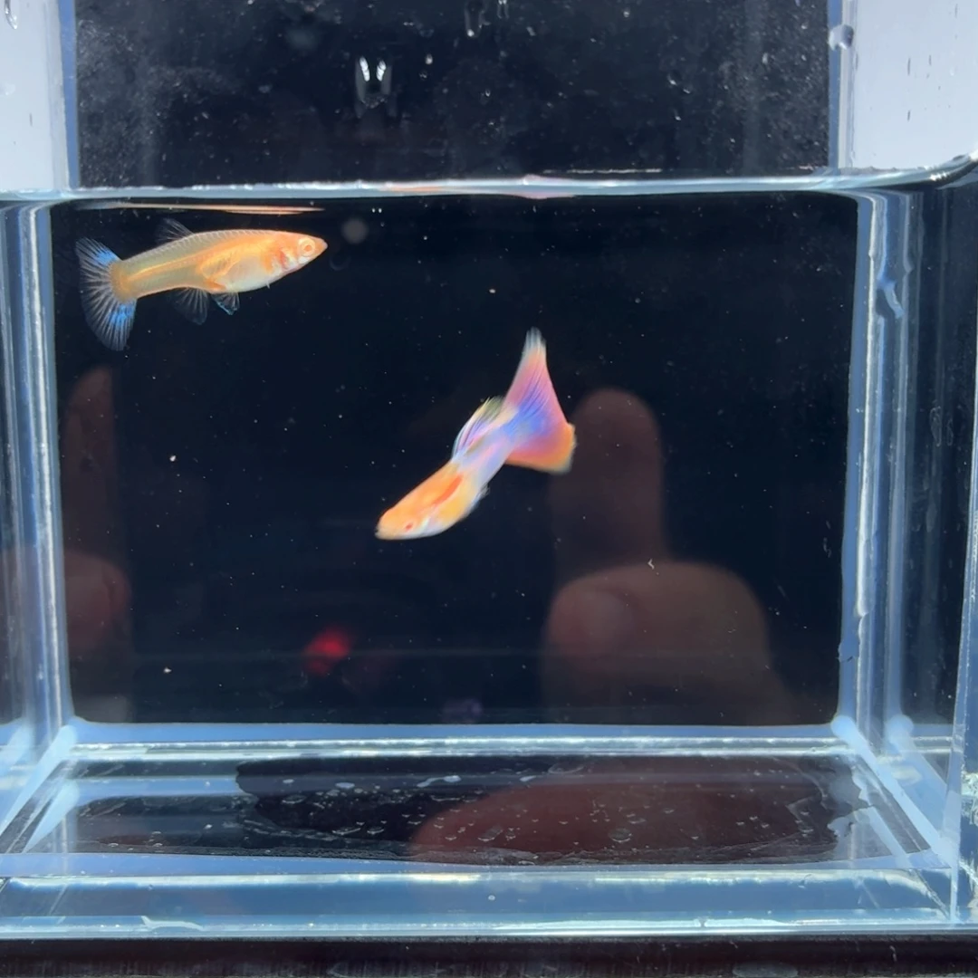 孔雀鱼天使彩虹一对（13）