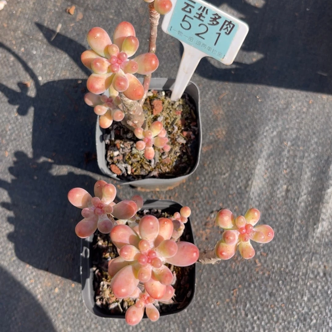 云尘多肉一物一拍521，