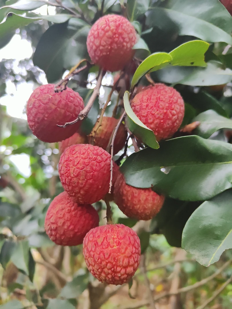 广东茂名高州晨采【5斤装顺丰冷链包邮】白糖罂荔枝新鲜应季荔枝水