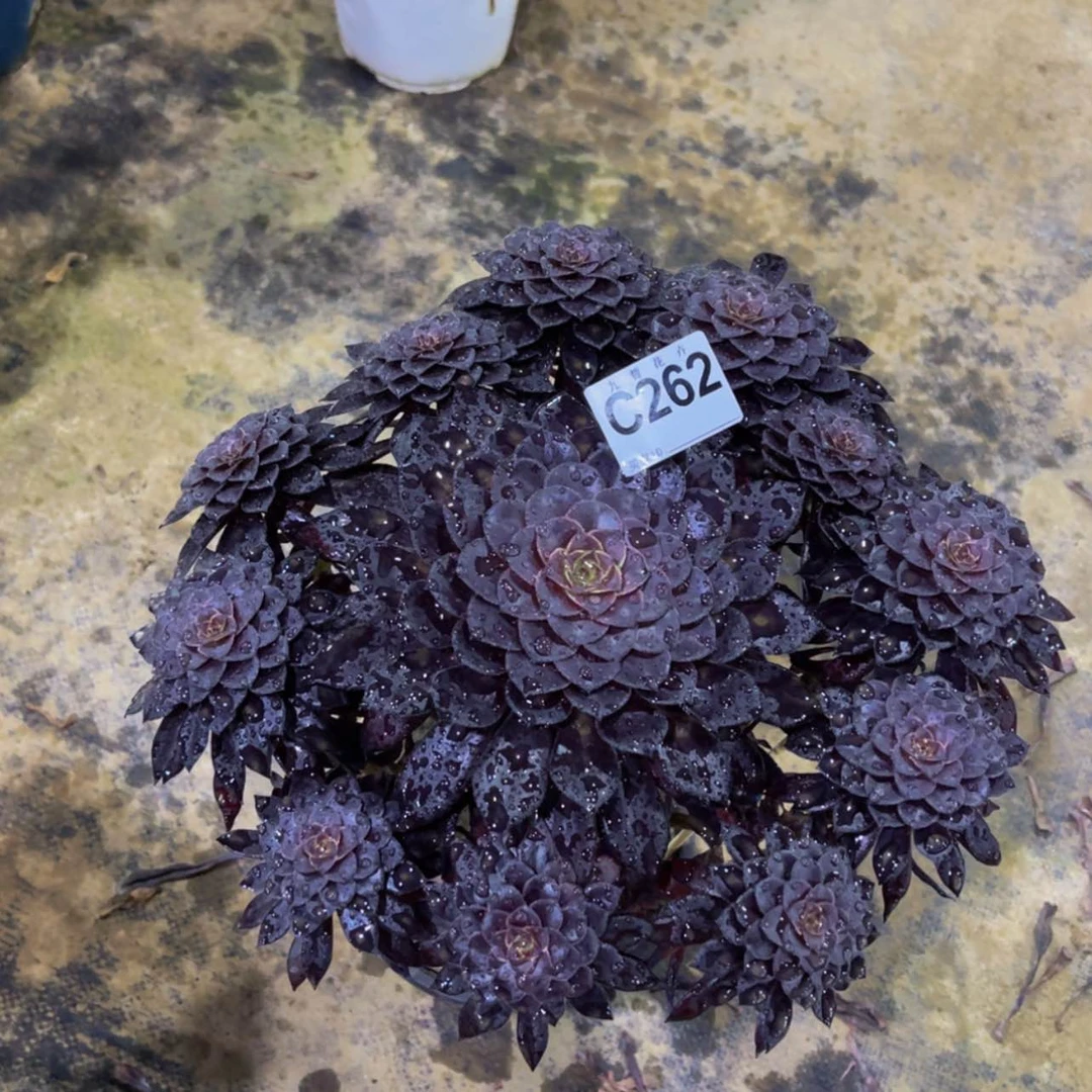 【闪购商品】李****)26200