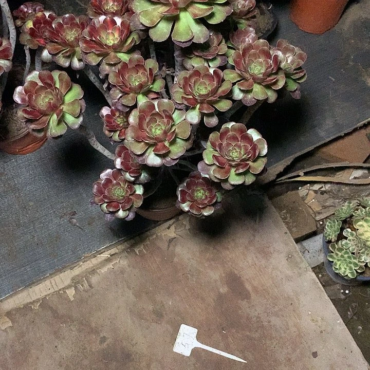 风**吹多肉多肉多肉多肉57