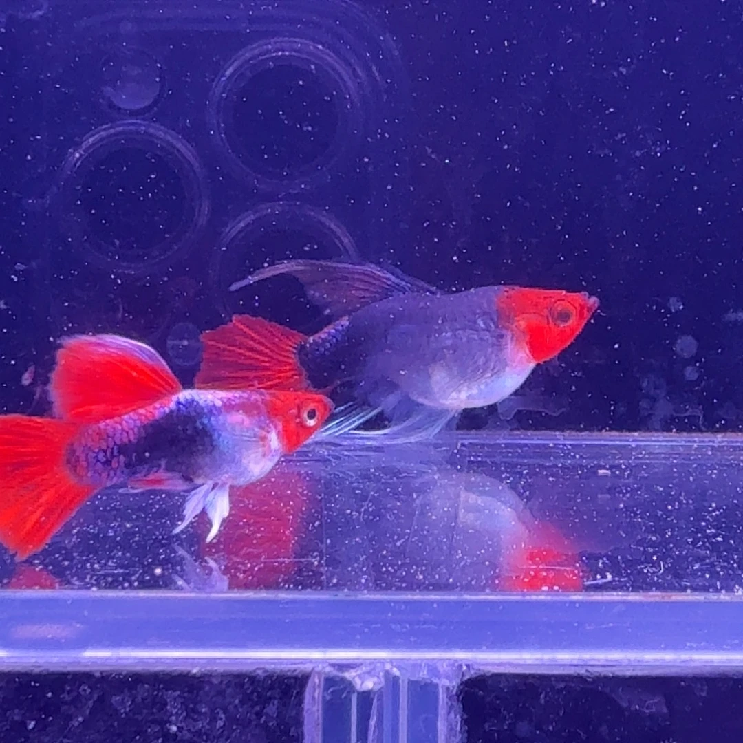 孔雀鱼深海蓝缎带1对