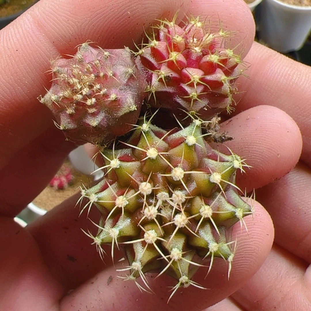 当前无花栽培后可以开花248