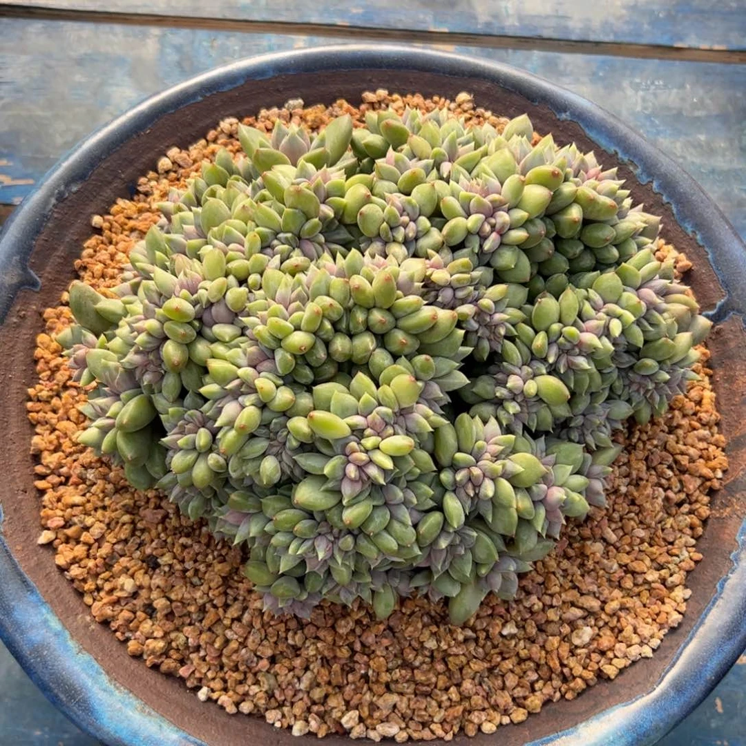 群***0红象牙缀化多肉植物