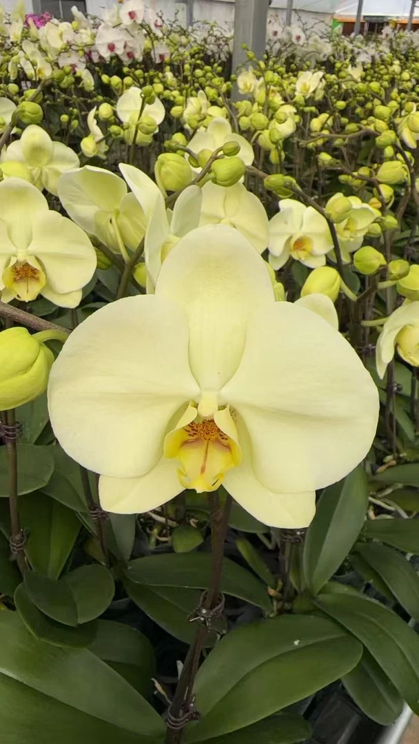 【绿地球】蝴蝶兰花苗带花剑四季开花好养室内绿植花卉盆栽