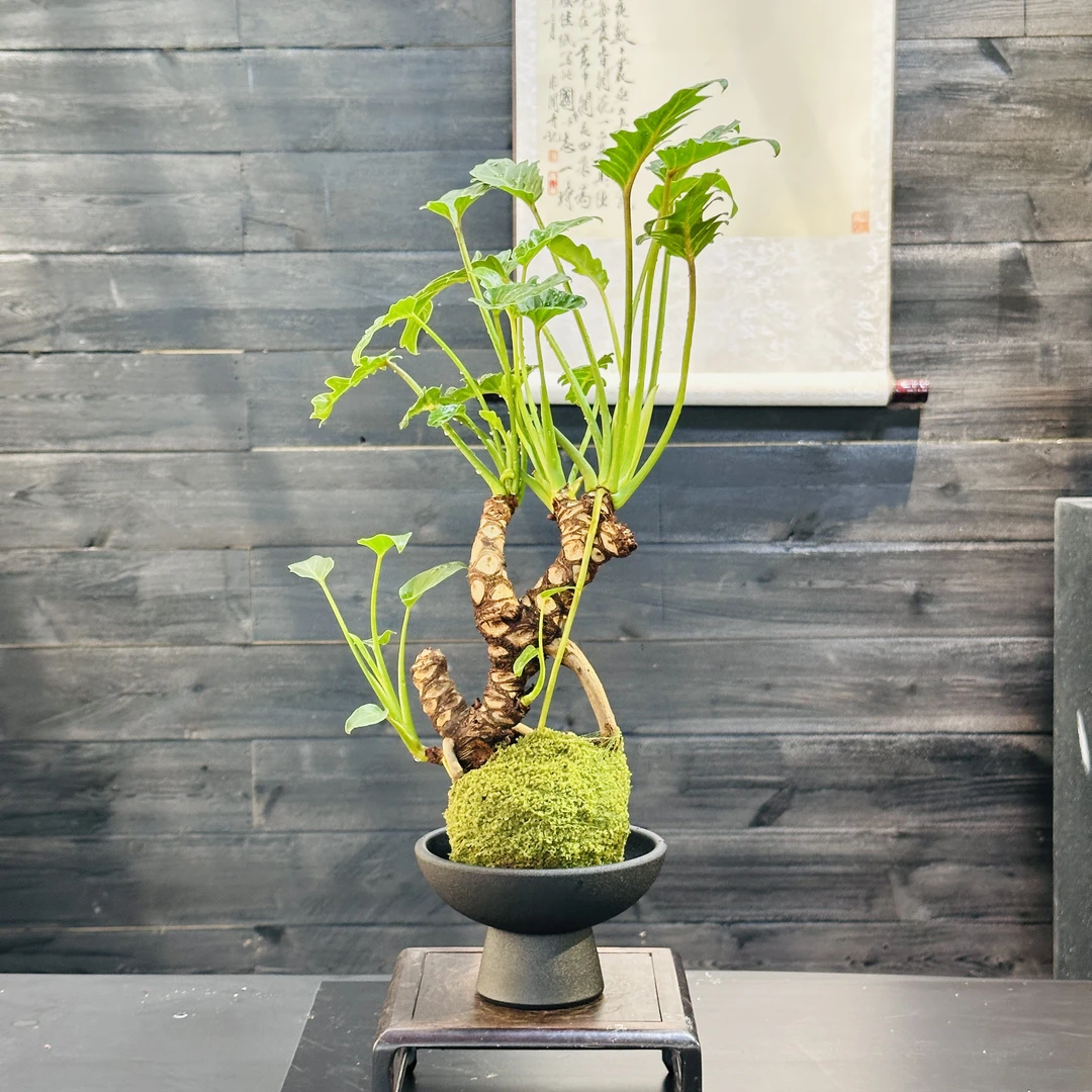 龙鳞小天使室内绿植水培盆景装饰桌面茶室玄关禅意植物（不带盆）