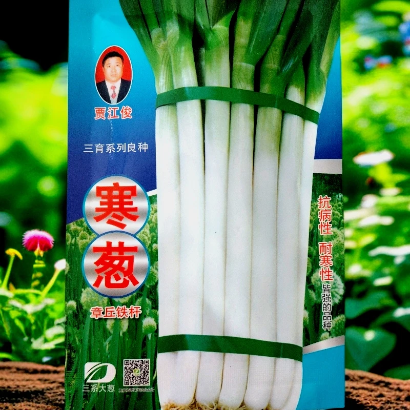 章丘寒葱种子10克左右