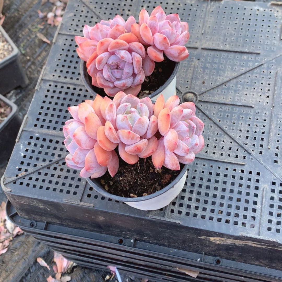 多肉植物虽然没有什么特色