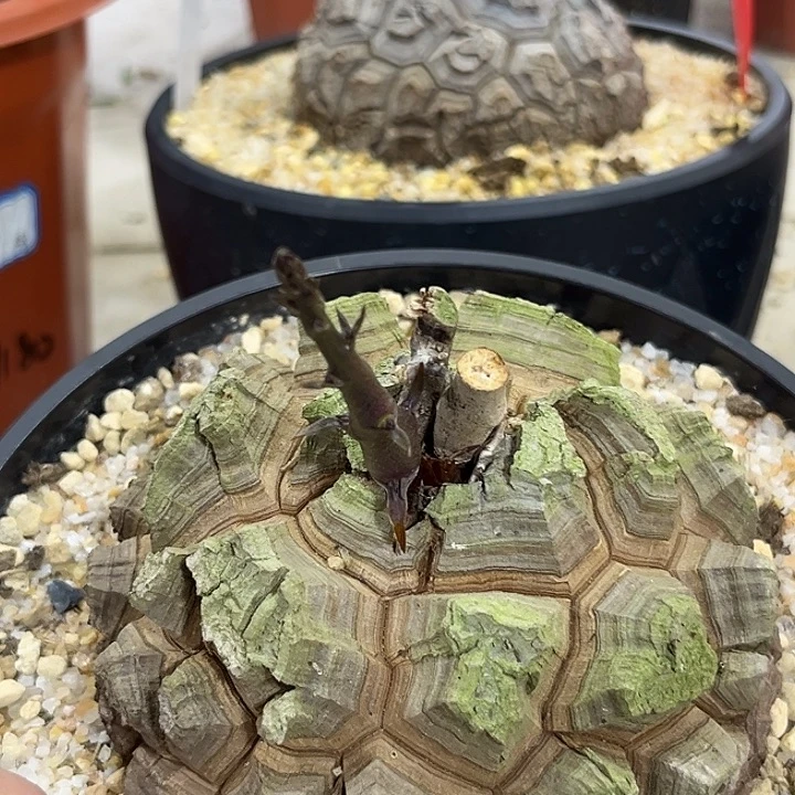 潮流植物龟甲龙抹茶绿剑甲