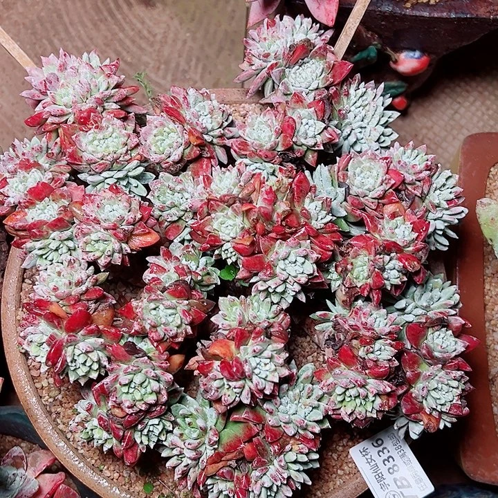 8336刘丹塔莉雅白姆仙女杯多肉