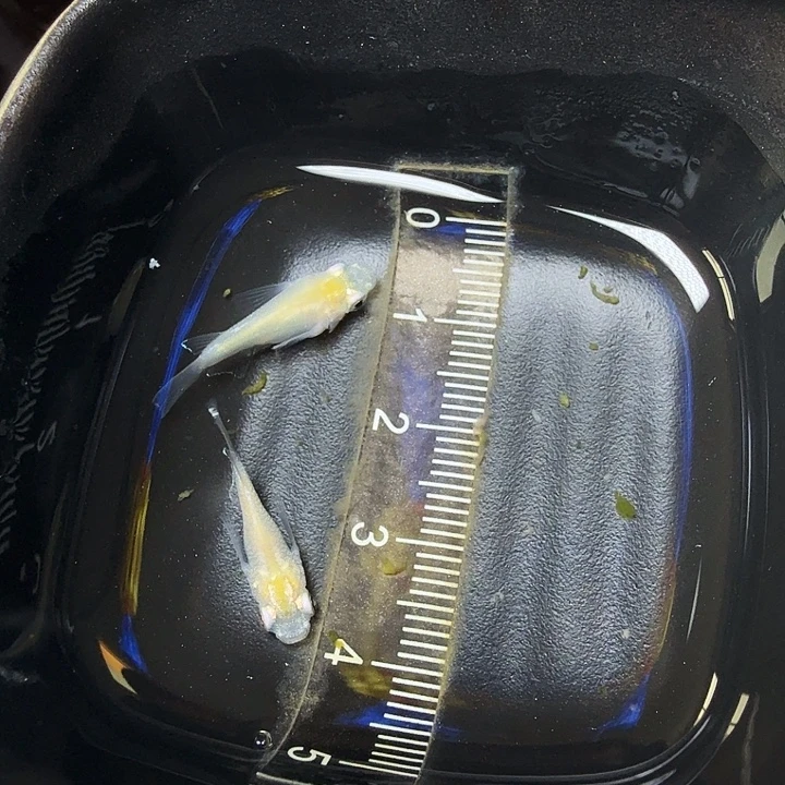 青鳉鱼160号拍品白雪球球