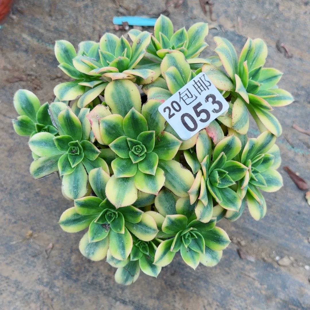 星爆053满20包邮断枝不包