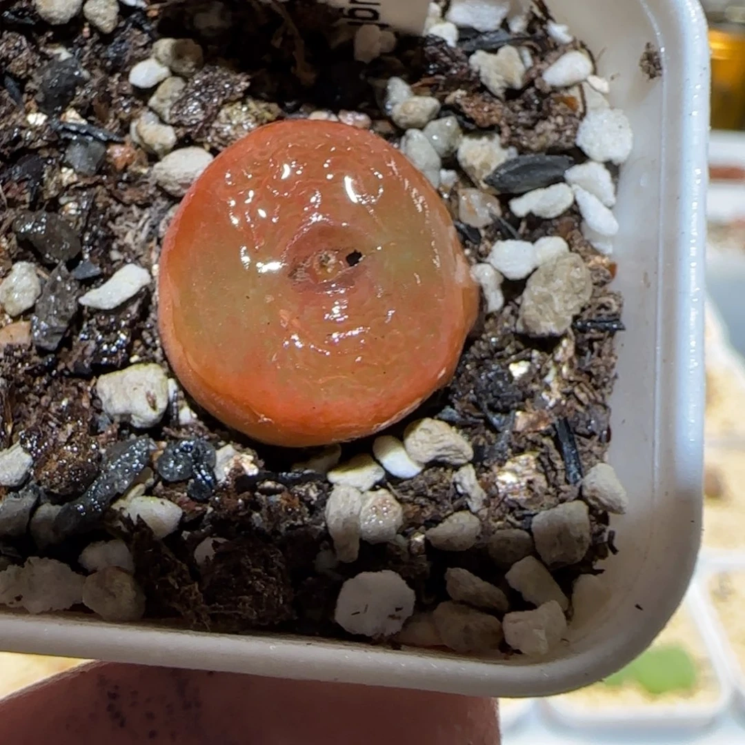 肉锥多肉植物百科-水蜜桃1490