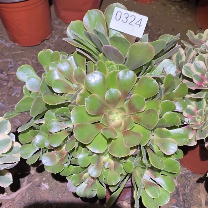 多肉植物断枝不包324香妃