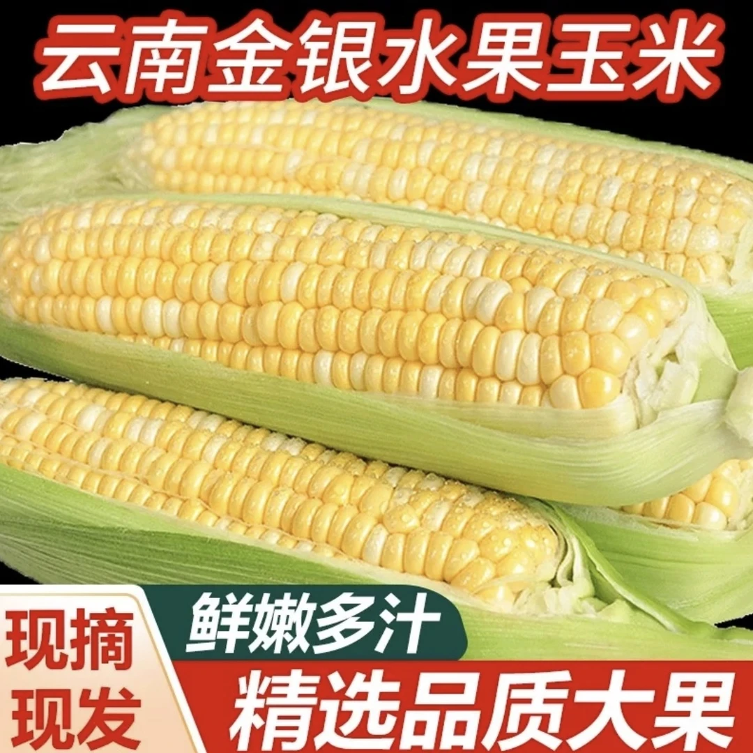 【甜脆嫩】云南水果玉米高原种植香甜多汁应季蔬菜生吃新鲜饱满软糯