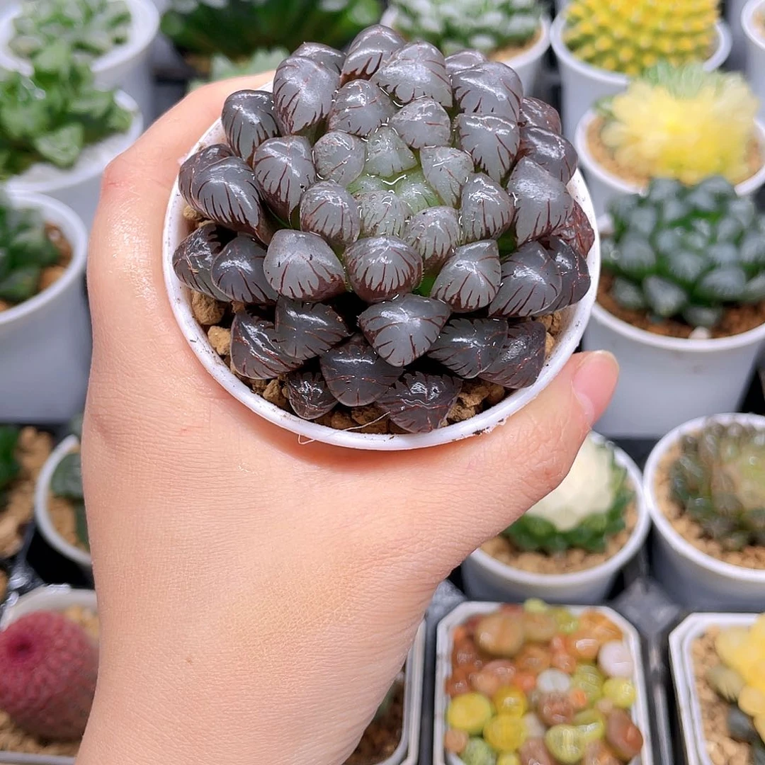 紫冰灯玉露，原盆