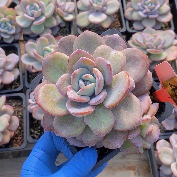 丫***啦491号奶茶一颗11111