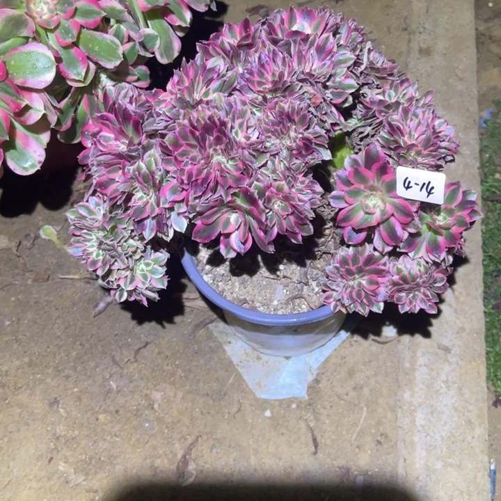 1-4-14女巫缀法师锦