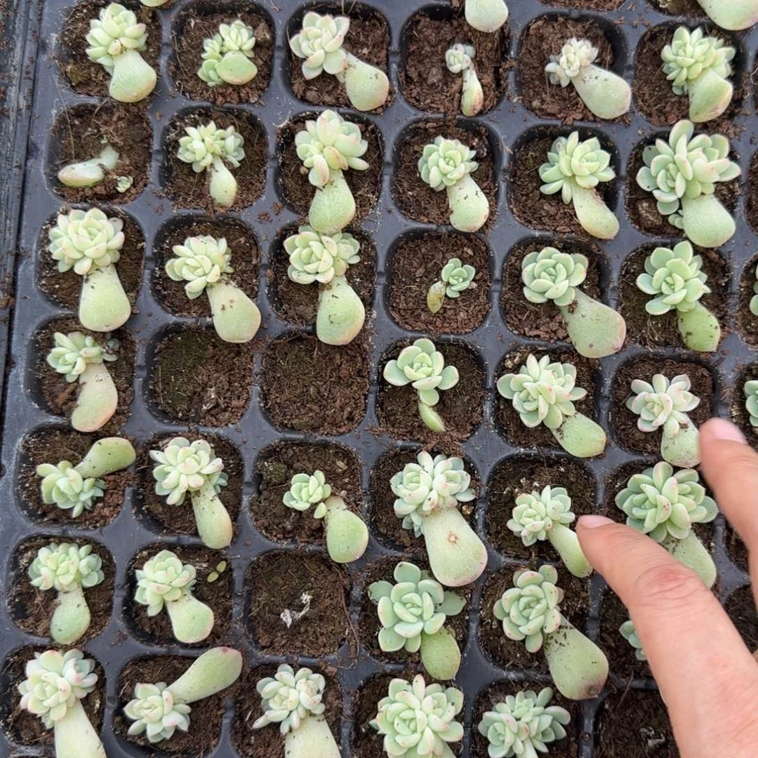 4个174 穴一个满25包邮