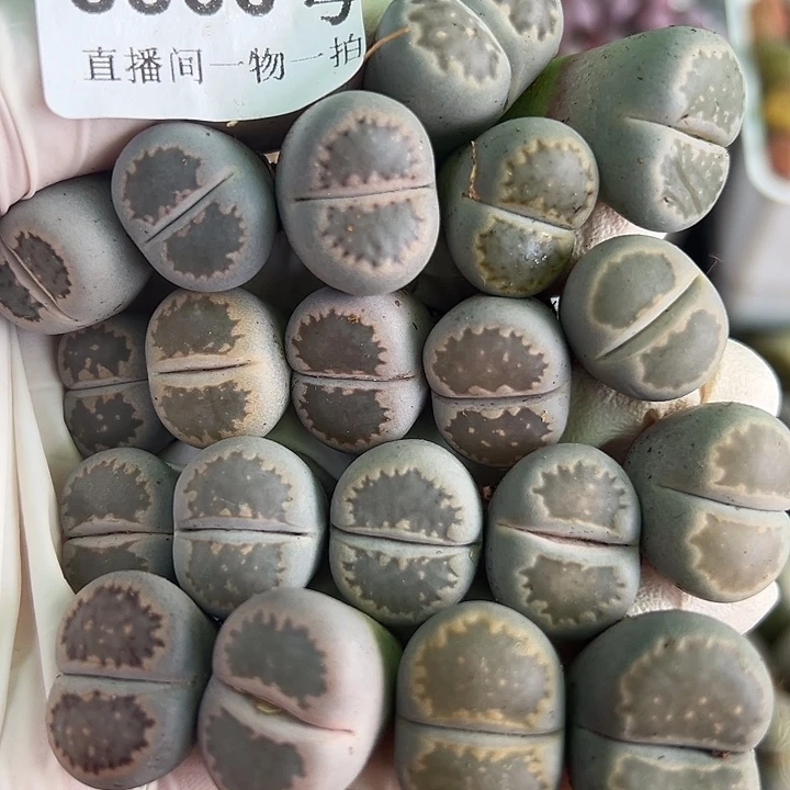 8800 好养易活生石花大母本20个