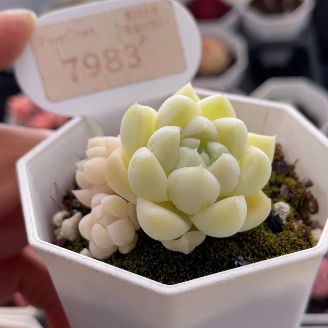 白月光7983-4.5厘米