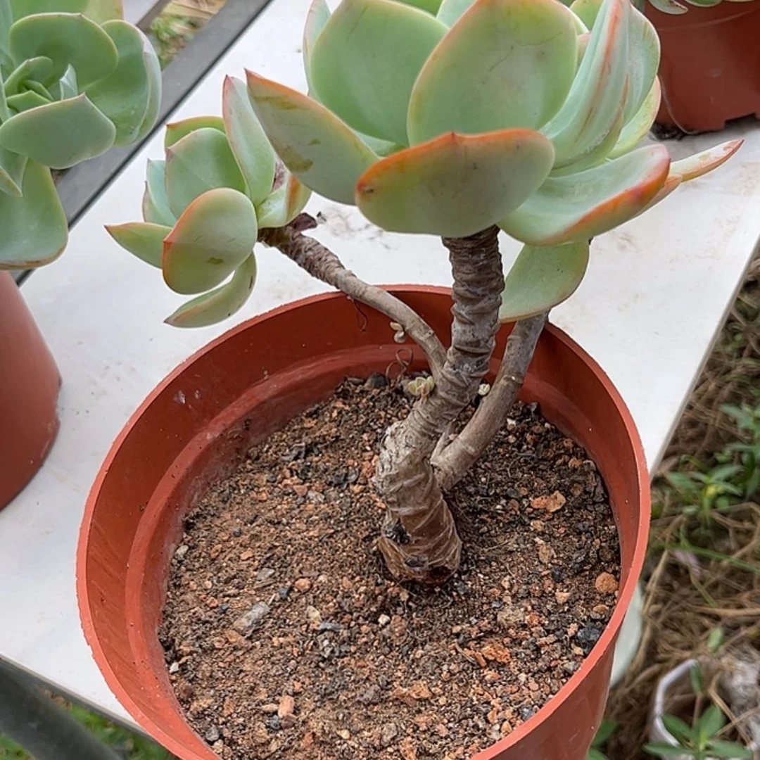 【闪购商品】无花朵佳
