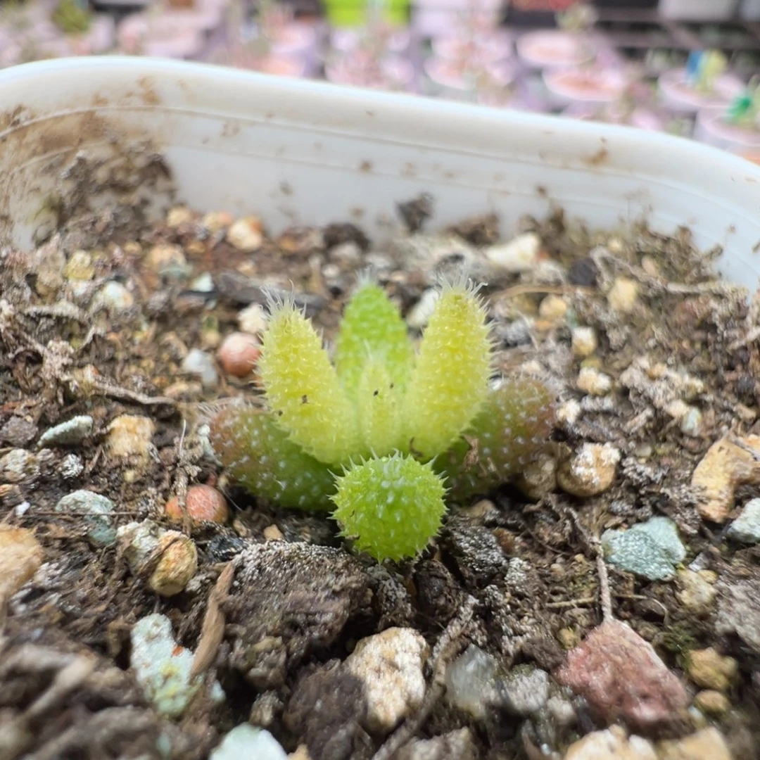 尺寸很小，421实生彩虹兔耳，拍下不退不换