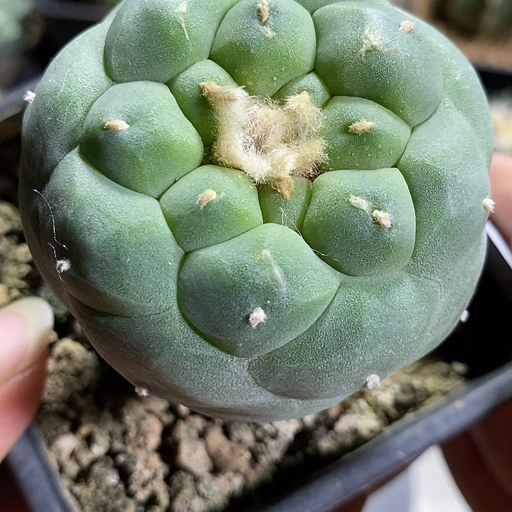 苗接海鲜。446号仙人球