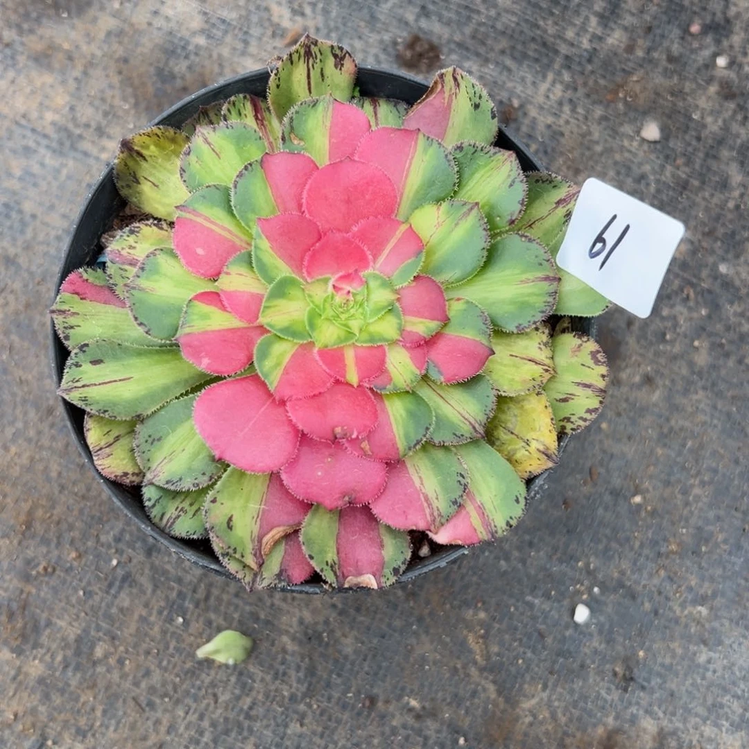61知否多肉植物系