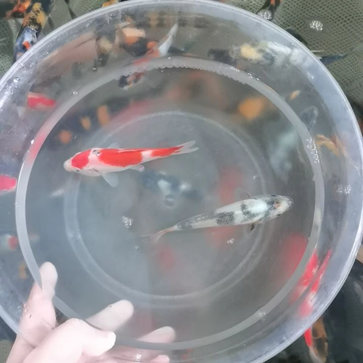 锦鲤红白白写锦鲤