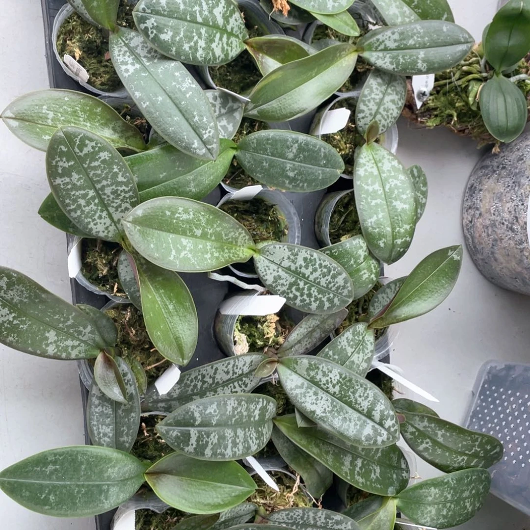 当前无花栽培后可以开花【白史兄弟交】1.7随机发一颗