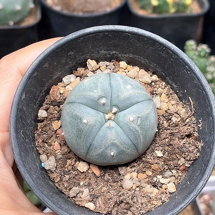 无花朵Kk种源海鲜实生球